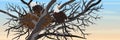 A pair of bald eagles sits in a nest of branches on a tree